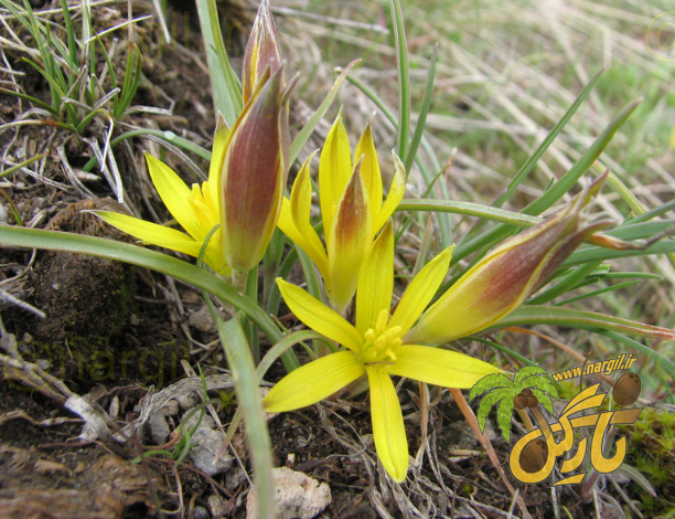 نجم طلایی معمولی